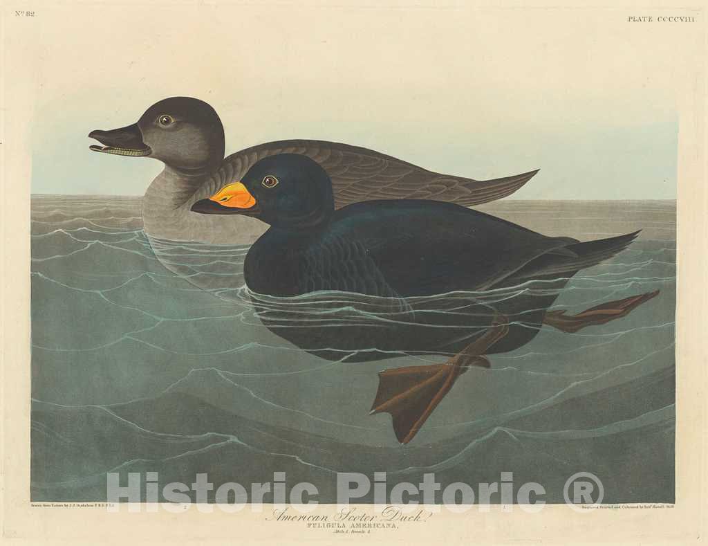 Art Print : Havell After Audubon, American Scoter Duck, 1838 - Vintage Wall Art