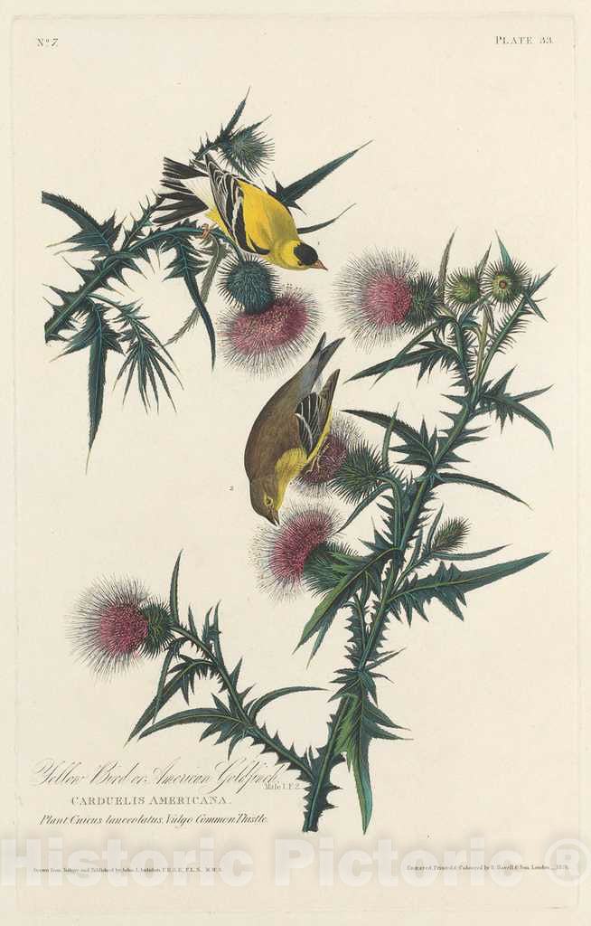 Art Print : Havell After Audubon, Yellow Bird or American Goldfinch, 1828 - Vintage Wall Art