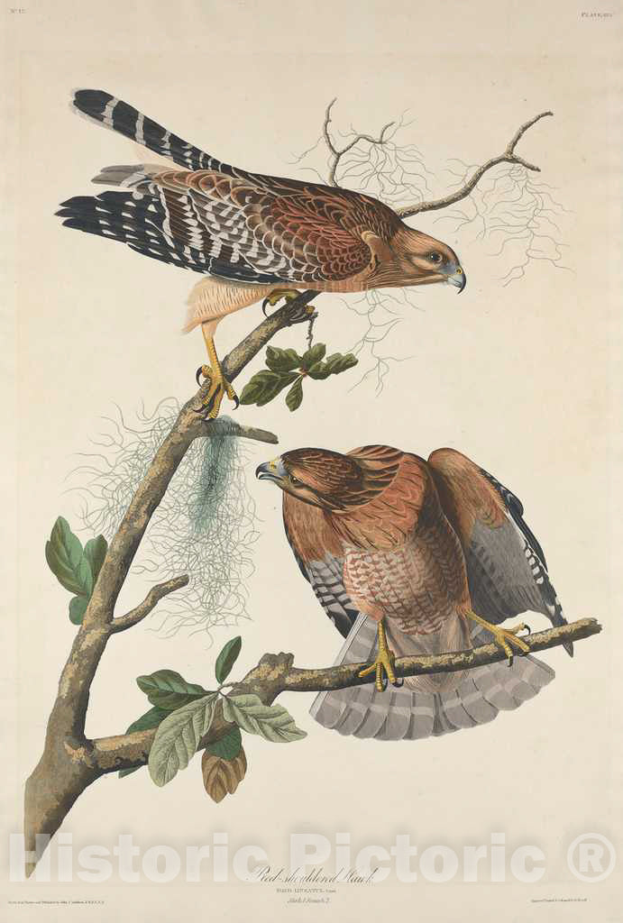 Art Print : Havell After Audubon, Red-Shouldered Hawk, 1829 - Vintage Wall Art