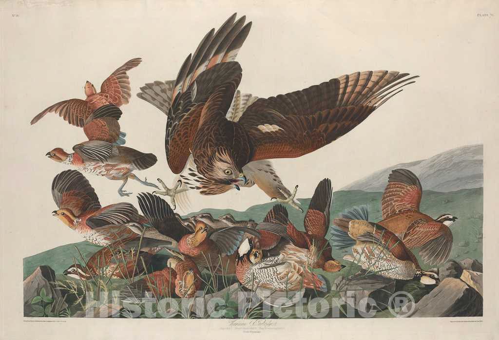 Art Print : Havell After Audubon, Virginian Partridge, 1830 - Vintage Wall Art