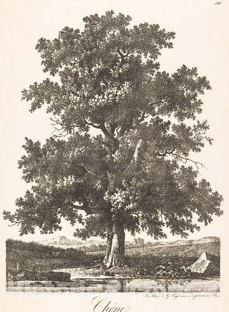 Art Print : Antoine-Pierre Mongin, Chene (Oak Tree), 1816 - Vintage Wall Art