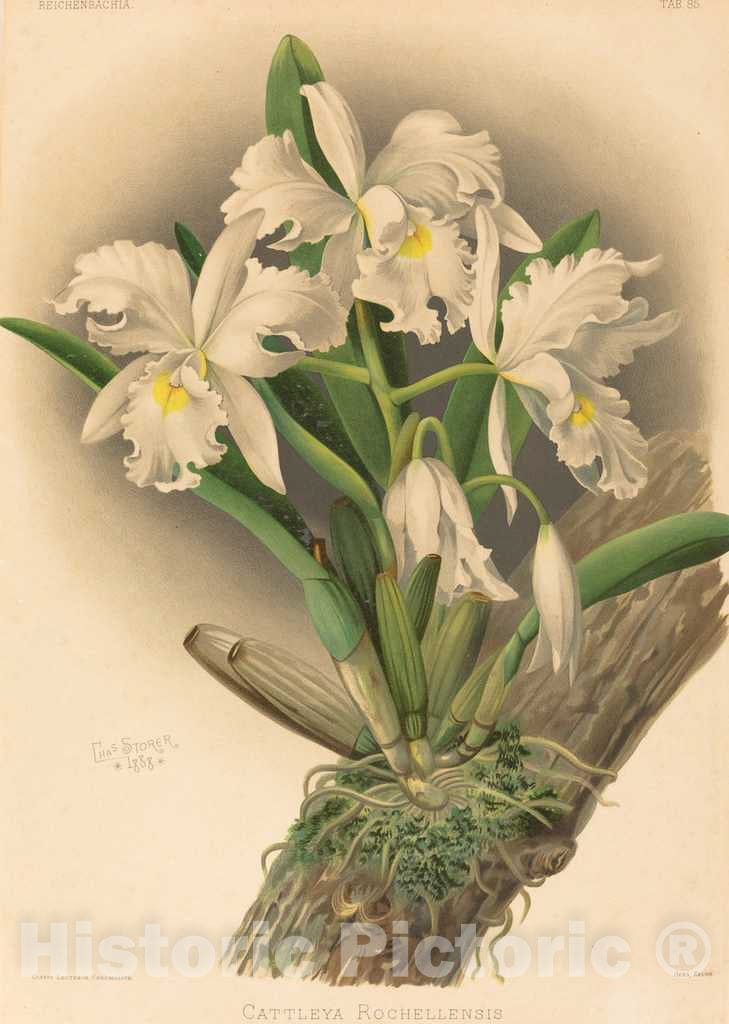 Art Print : Leutzsch After Storer, Cattleya Rochellensis - Vintage Wall Art