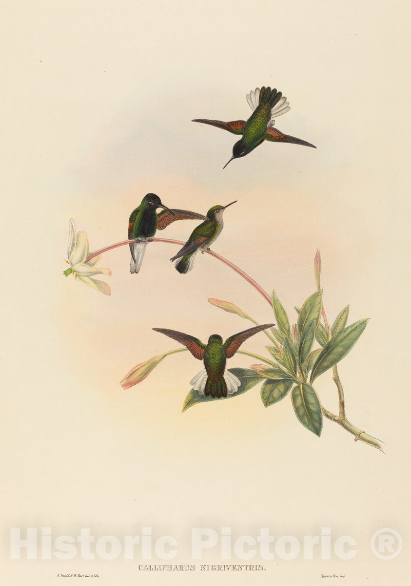 Art Print : Gould and W. Hart, Callipharus nigriventris (Black-Bellied Hummingbird) - Vintage Wall Art