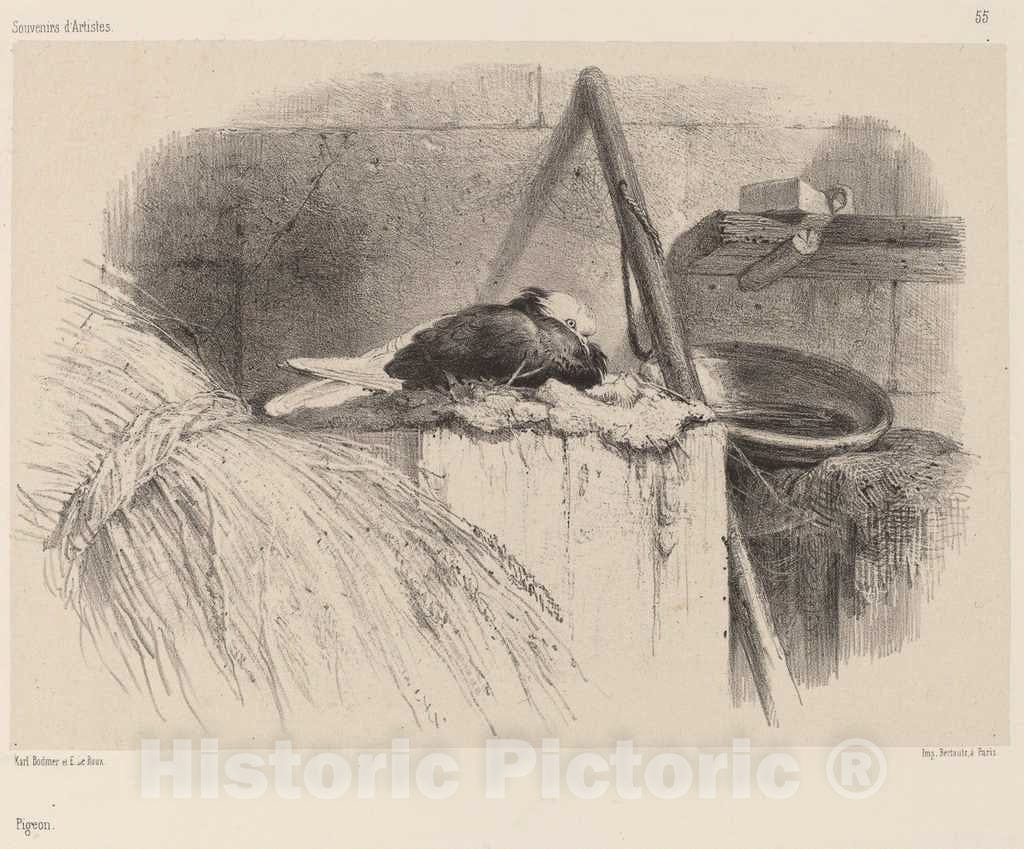 Art Print : Karl Bodmer, Pigeon - Vintage Wall Art