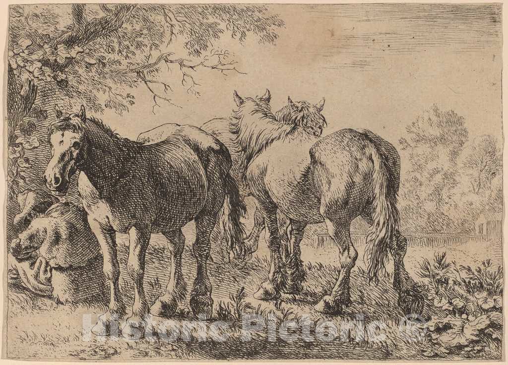 Art Print : Pieter Van Laer, Three Horses in a Field, 1636 - Vintage Wall Art