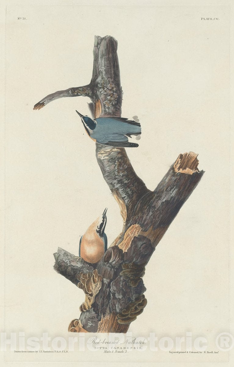 Art Print : Havell After Audubon, Red-Breasted Nuthatch, 1831 - Vintage Wall Art