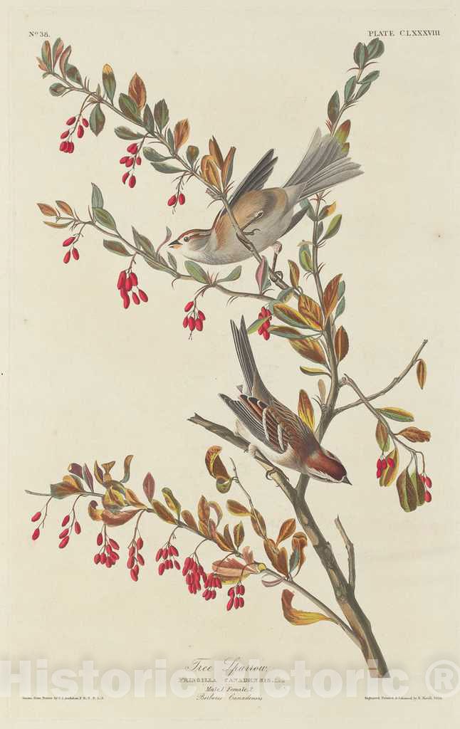 Art Print : Havell After Audubon, Tree Sparrow, 1834 - Vintage Wall Art