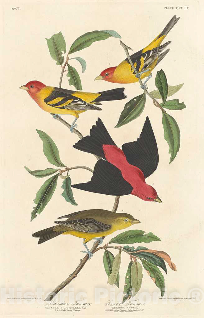 Art Print : Havell After Audubon, Louisiana Tanager and Scarlet Tanager, 1837 - Vintage Wall Art