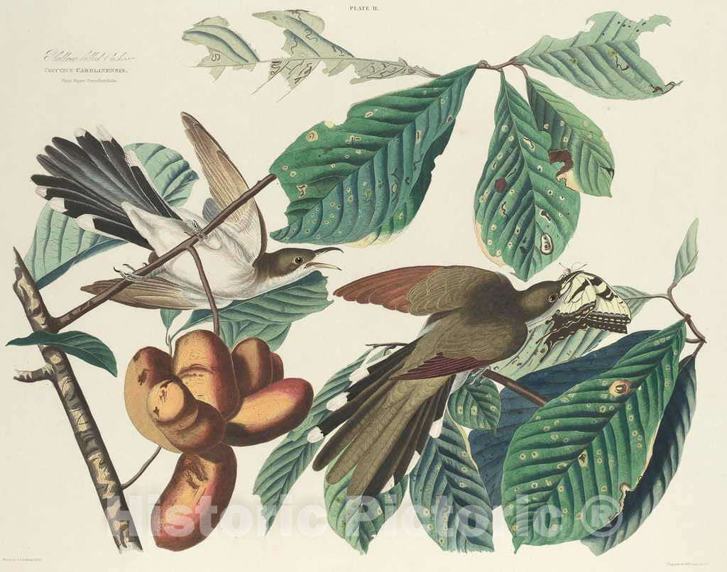 Art Print : Lizars After Audubon, Yellow-Billed Cuckoo, 1827 - Vintage Wall Art