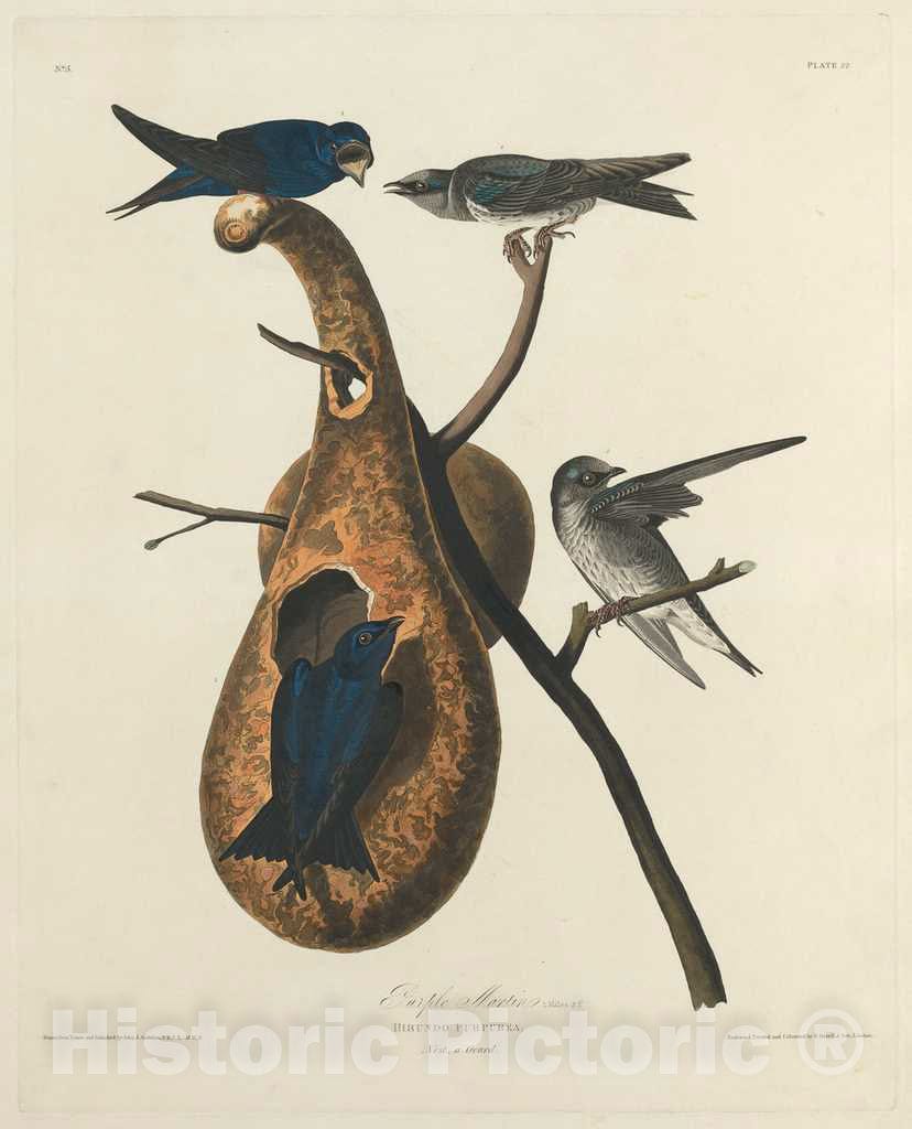 Art Print : Havell After Audubon, Purple Martin, 1827 - Vintage Wall Art