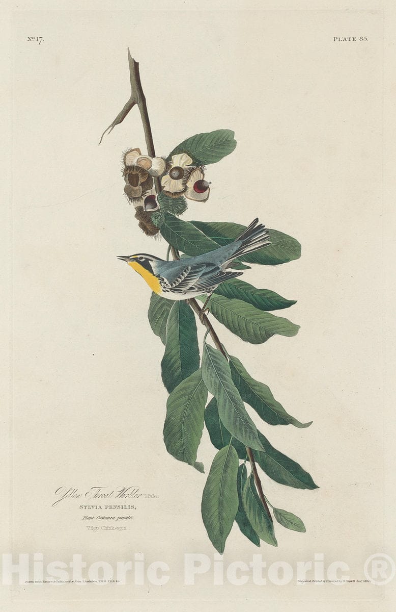 Art Print : Havell After Audubon, Yellow-Throated Warbler, 1830 - Vintage Wall Art