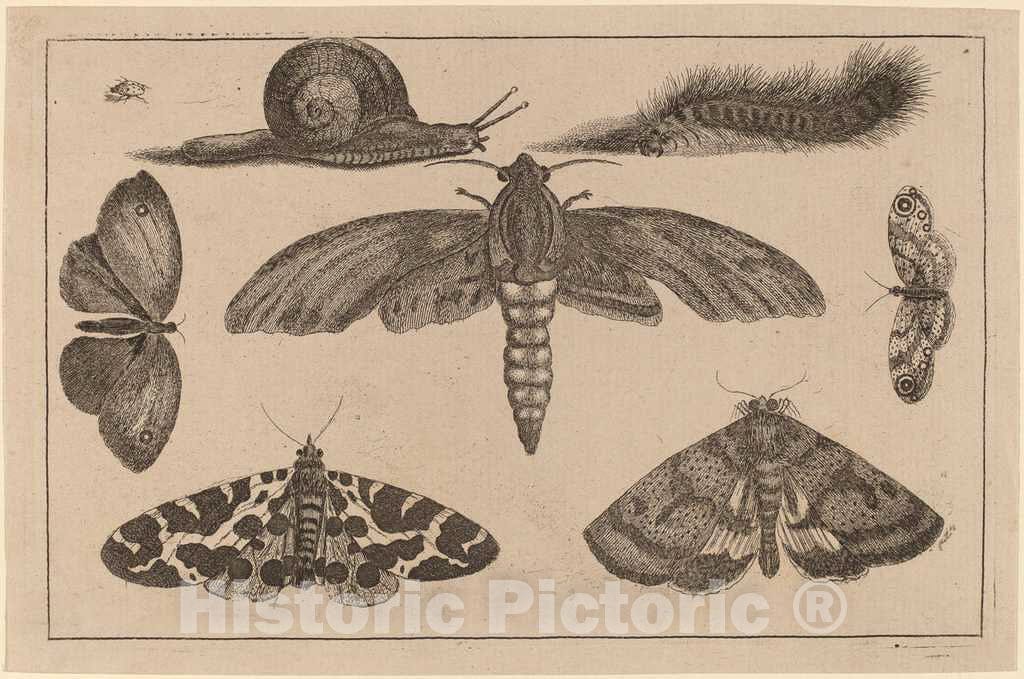 Art Print : Wenceslaus Hollar, Six Insects, a Caterpillar, and a Snail - Vintage Wall Art