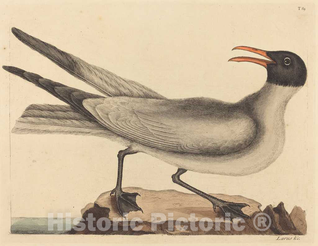 Art Print : Mark Catesby, The Laughing Gull (Larus articilla), 1731-1743 - Vintage Wall Art