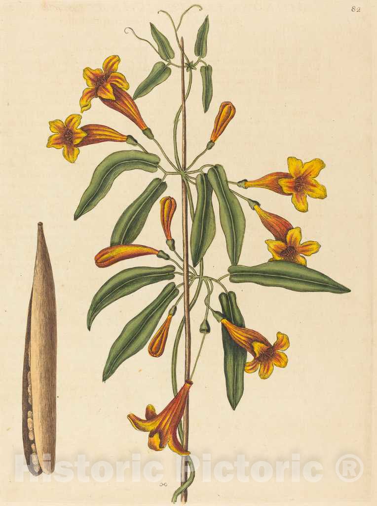 Art Print : Mark Catesby, Cross-Vine (Bignonia capreolata), 1754 - Vintage Wall Art