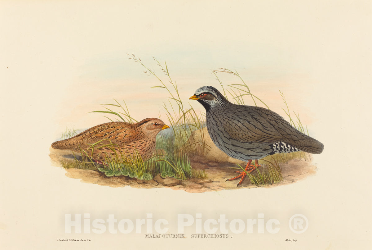 Art Print : Gould and H.C. Richter, Malacoturnix superciliosus (Mountain Quail) - Vintage Wall Art