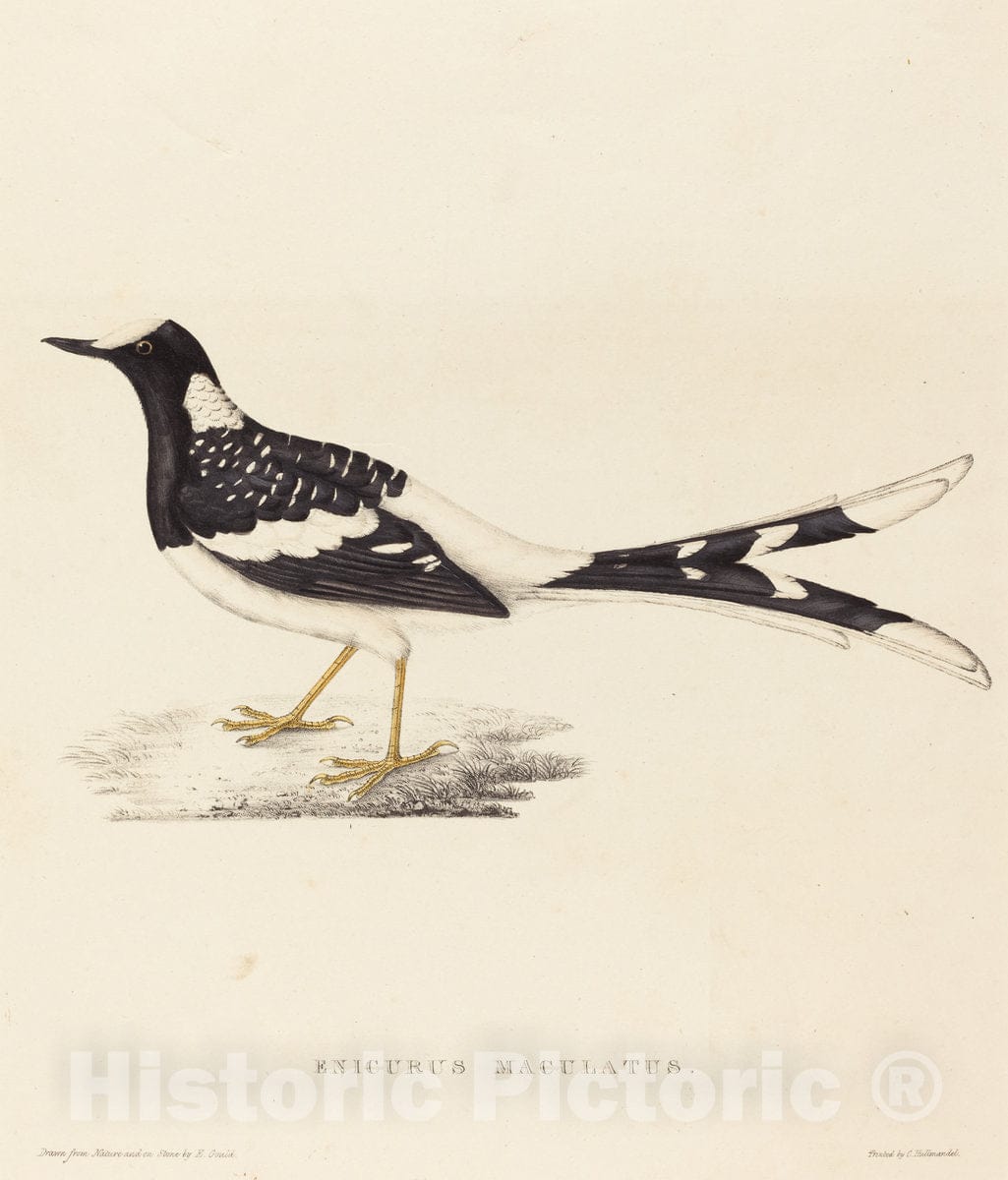 Art Print : Elizabeth Gould, Enicurus Maculatus (Spotted Forktail) - Vintage Wall Art