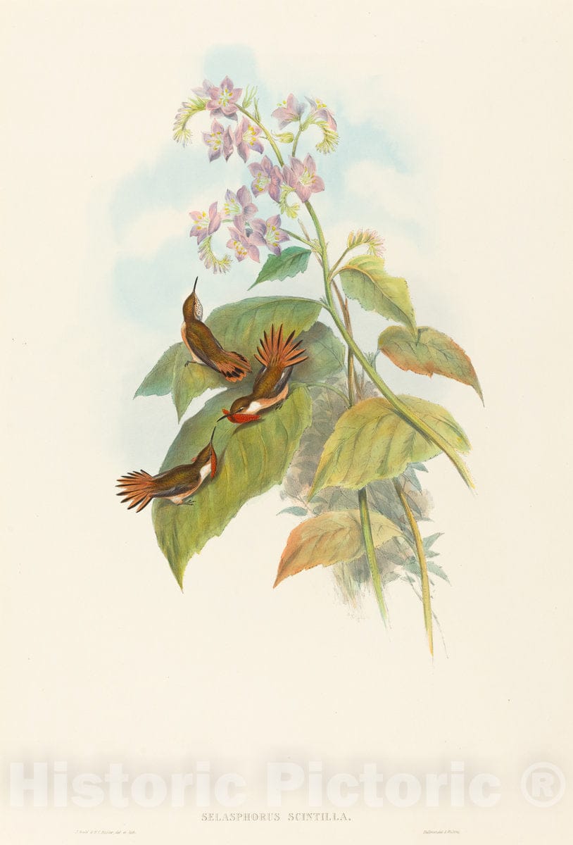 Art Print : Gould and H.C. Richter, Selashorus Scintilla (Scintillant Hummingbird) - Vintage Wall Art