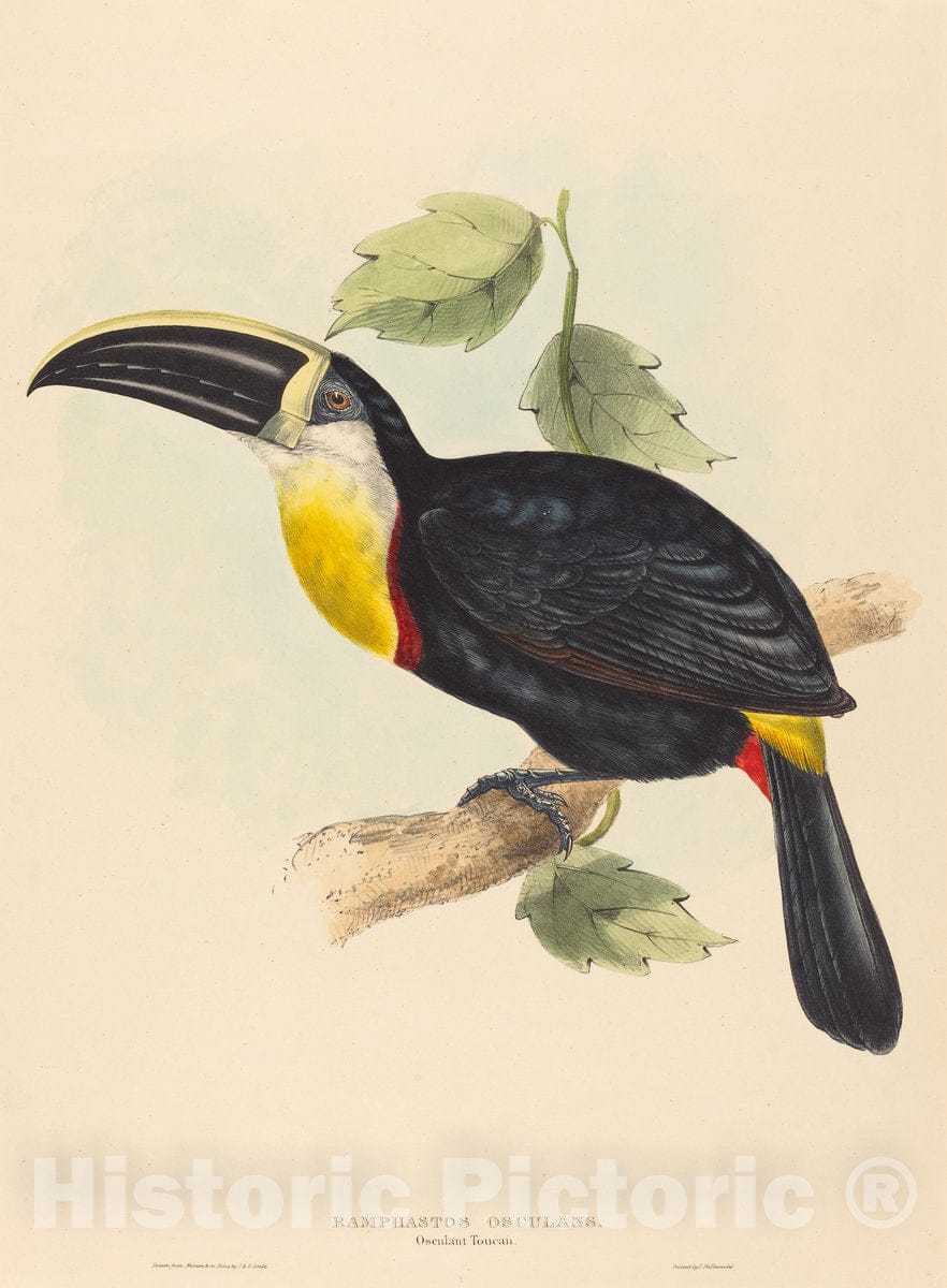 Art Print : Gould and Elizabeth Gould, Osculant Toucan (Ramphastos osculans) - Vintage Wall Art