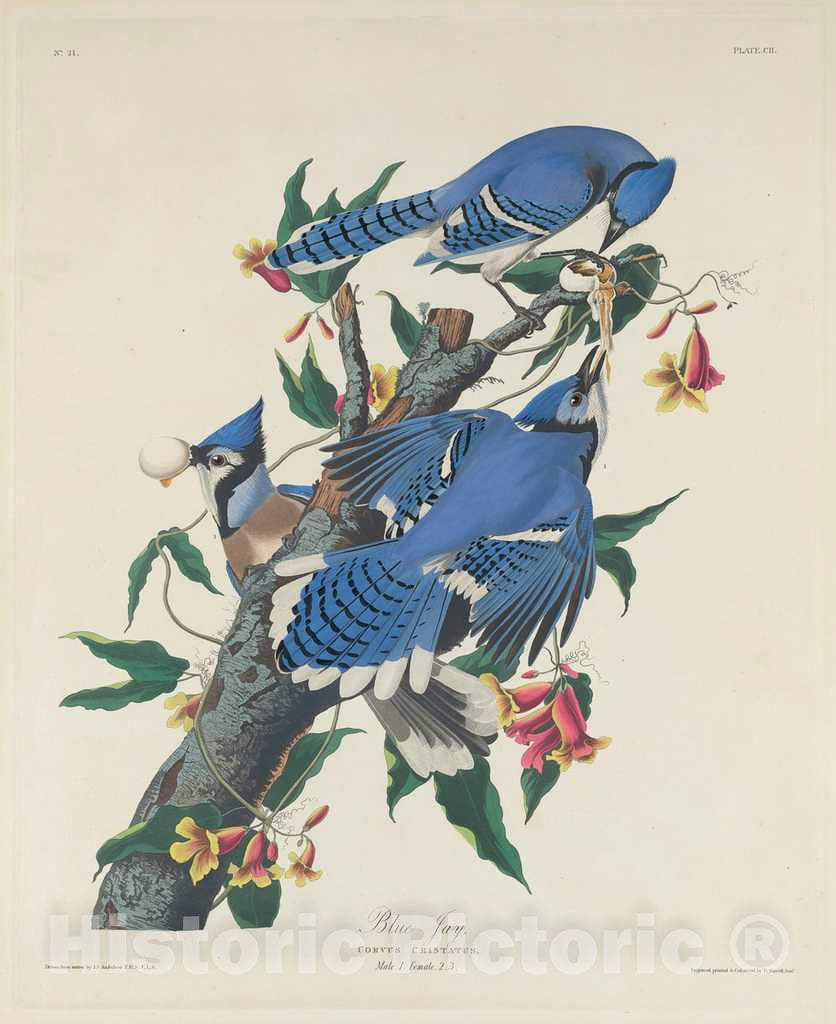 Art Print : Havell After Audubon, Blue Jay, 1831 - Vintage Wall Art