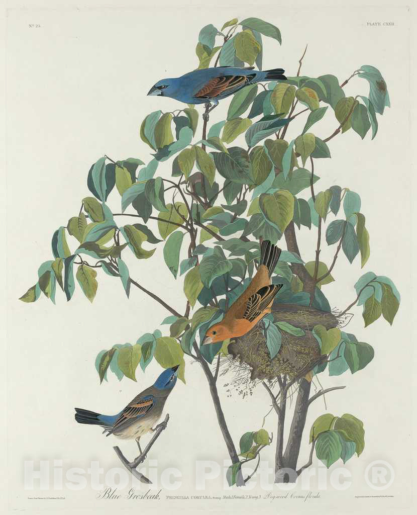 Art Print : Havell After Audubon, Blue Grosbeak, 1831 - Vintage Wall Art