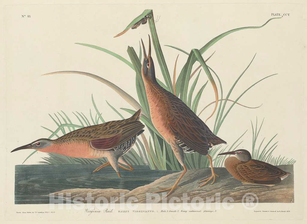 Art Print : Havell After Audubon, Virginia Rail, 1834 - Vintage Wall Art