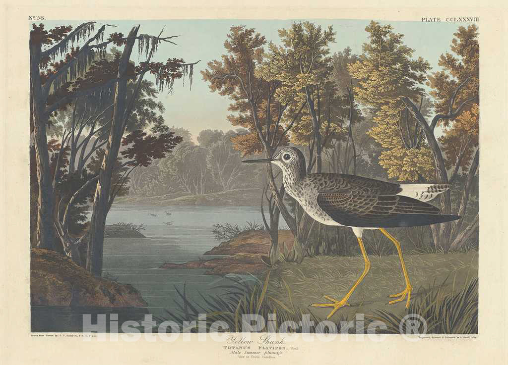 Art Print : Havell After Audubon, Yellow Shank, 1836 - Vintage Wall Art