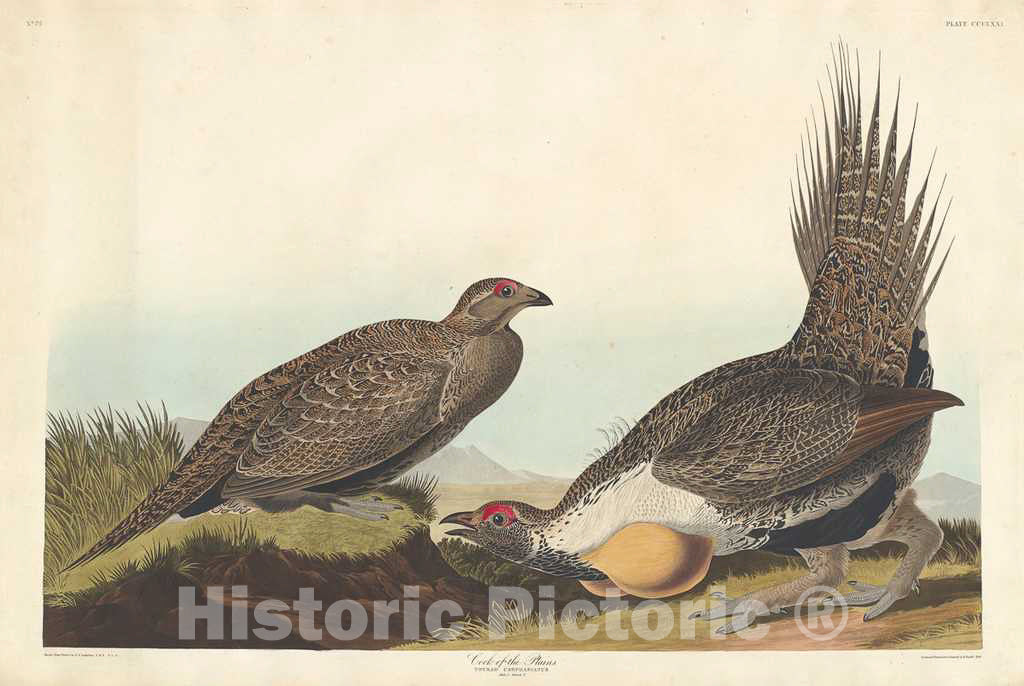 Art Print : Havell After Audubon, Cock of The Plains, 1837 - Vintage Wall Art