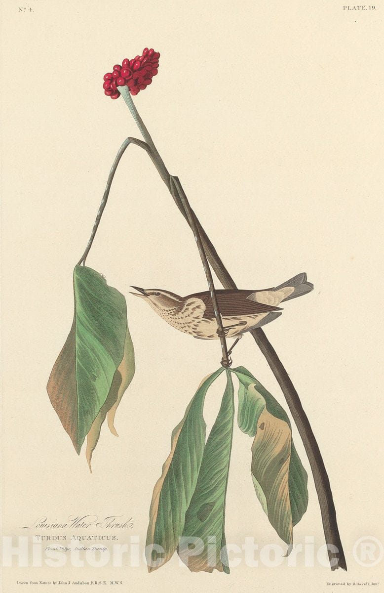 Art Print : Havell After Audubon, Louisiana Water Thrush, 1827 - Vintage Wall Art