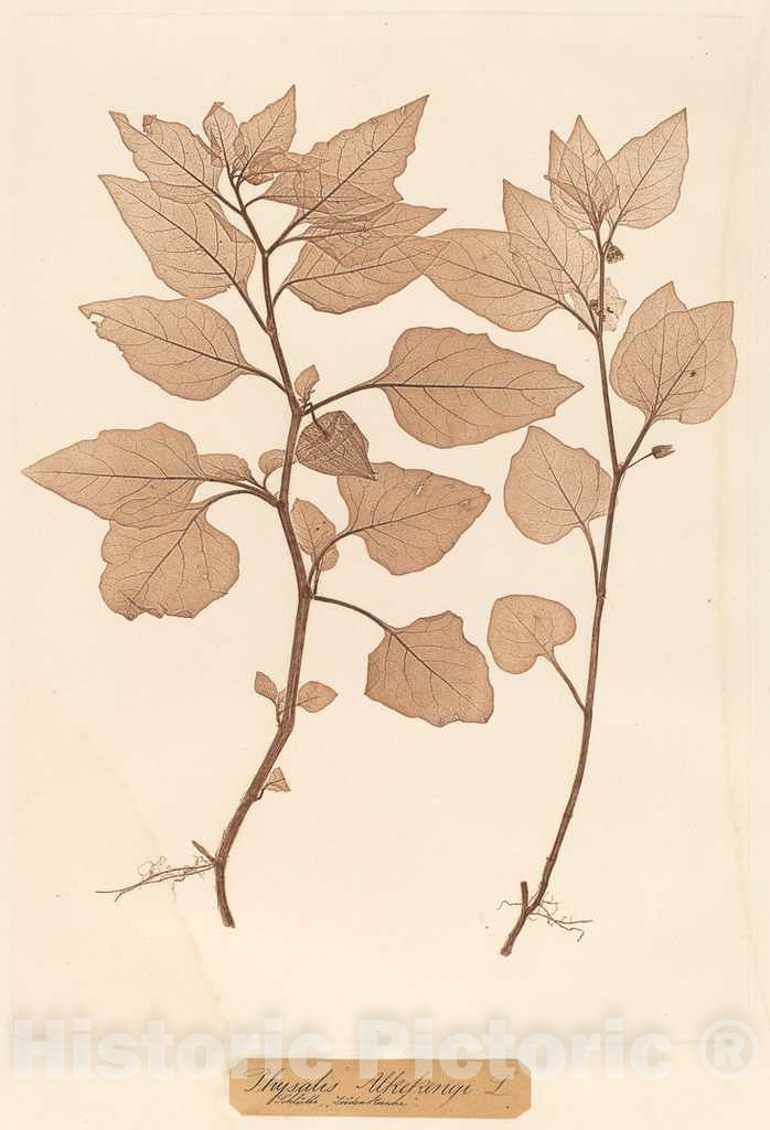 Art Print : Constetin von Ettinghausen, Physalis Alkekengi, 1856 - Vintage Wall Art