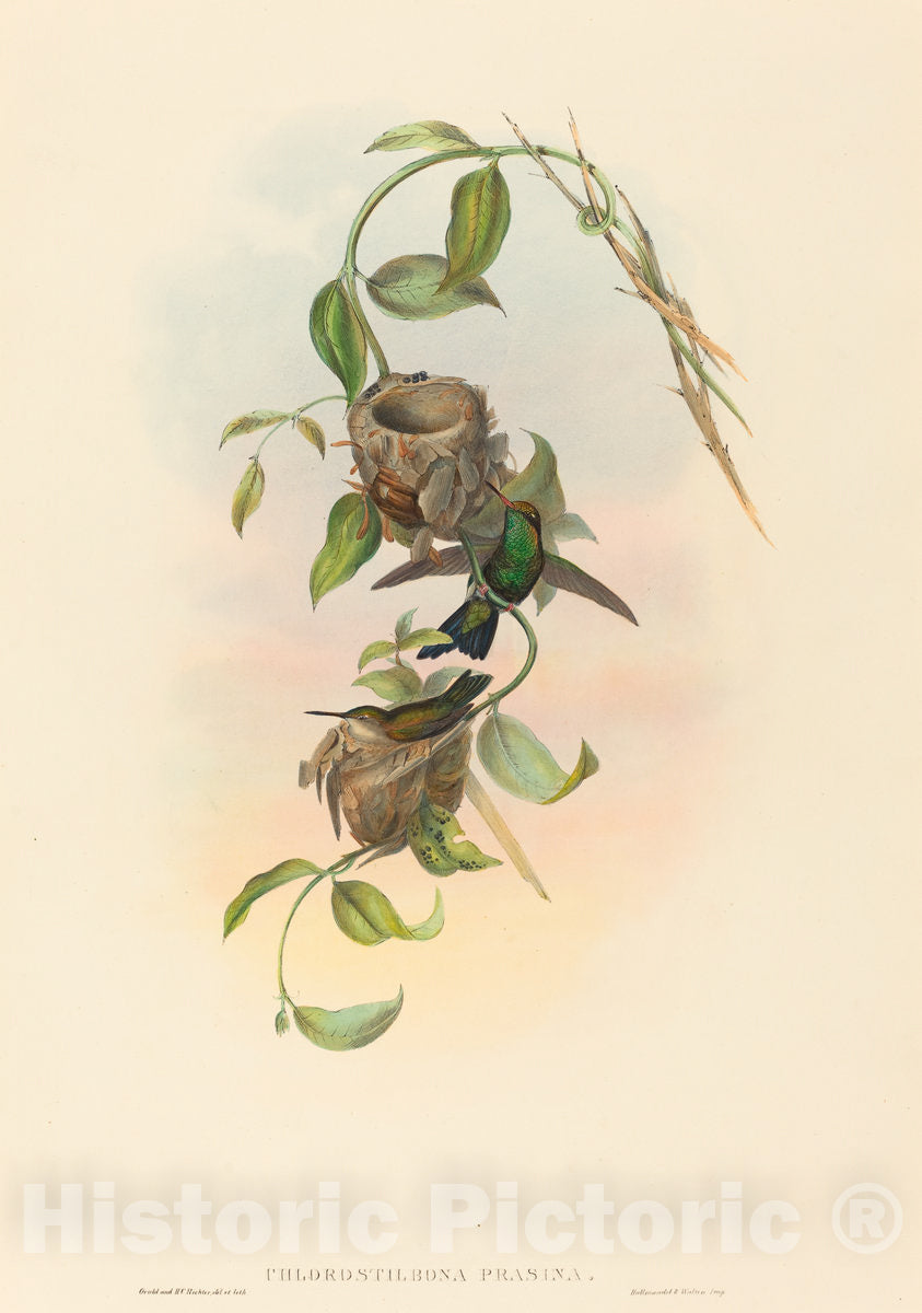 Art Print : Gould and H.C. Richter, Chlorostilbona prasina (Puncheran's Emerald) - Vintage Wall Art