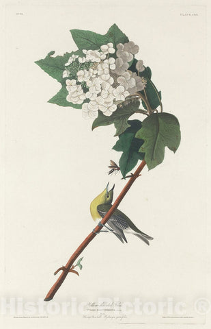 Art Print : Havell After Audubon, Yellow-Throated Vireo, 1831 - Vintage Wall Art
