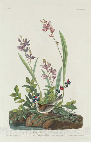 Art Print : Havell After Audubon, Field Sparrow, 1832 - Vintage Wall Art