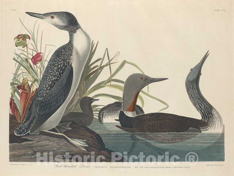 Art Print : Havell After Audubon, Red-Throated Diver, 1834 - Vintage Wall Art