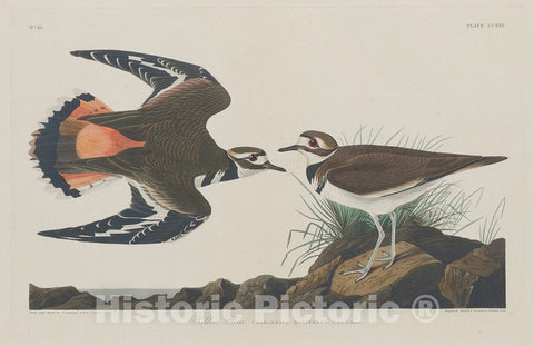 Art Print : Havell After Audubon, Kildeer Plover, 1834 - Vintage Wall Art