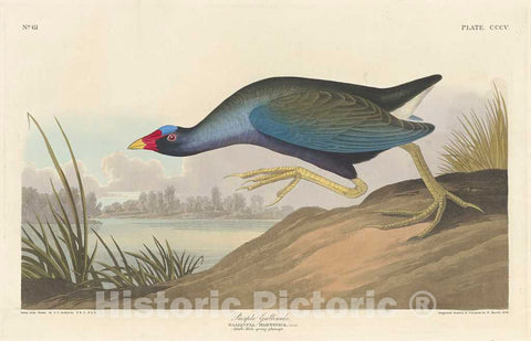 Art Print : Havell After Audubon, Purple Gallinule, 1836 - Vintage Wall Art