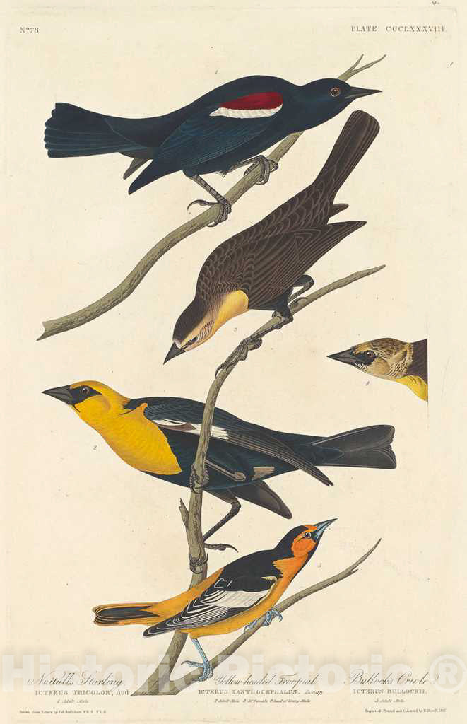 Art Print : Havell After Audubon, Nuttall's Starling, Yellow-Headed Troopial and Bullock's Oriole, 1837 - Vintage Wall Art