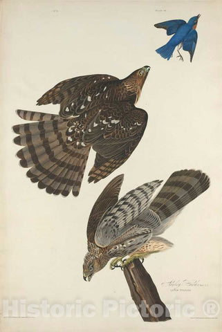 Art Print : Havell After Audubon, Stanley Hawk, 1828 - Vintage Wall Art