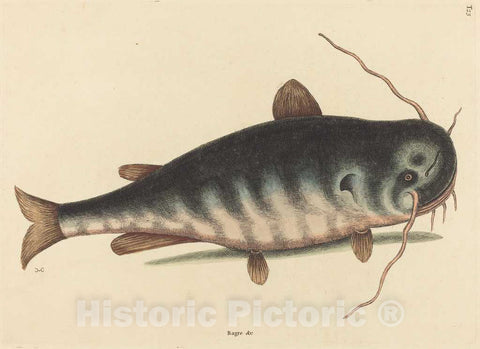 Art Print : Mark Catesby, The Cat Fish (Silurus Catus), 1754 - Vintage Wall Art