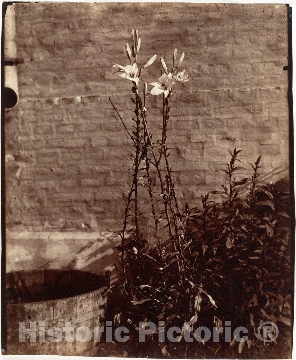 Photo Print : Eugène Atget - LYS : Vintage Wall Art