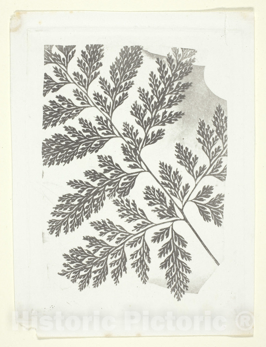 Art Photo : Branch of a Fern, William Henry Fox Talbot, c 1981, Vintage Wall Decor :