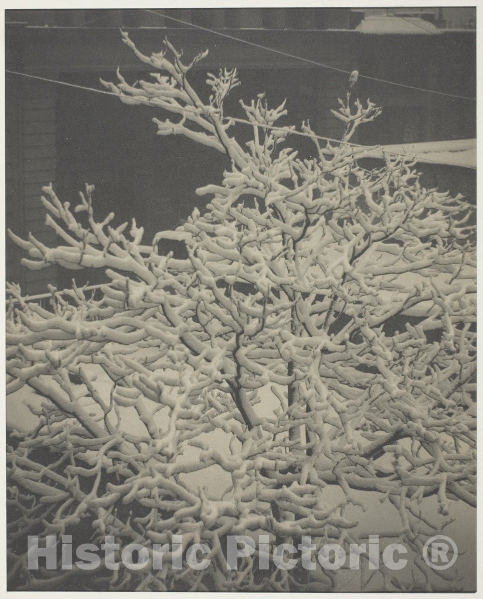 Art Photo : From the Back-Window "291" Snow-Covered Tree, Back-Yard, Alfred Stieglitz, 1915, Vintage Wall Decor :