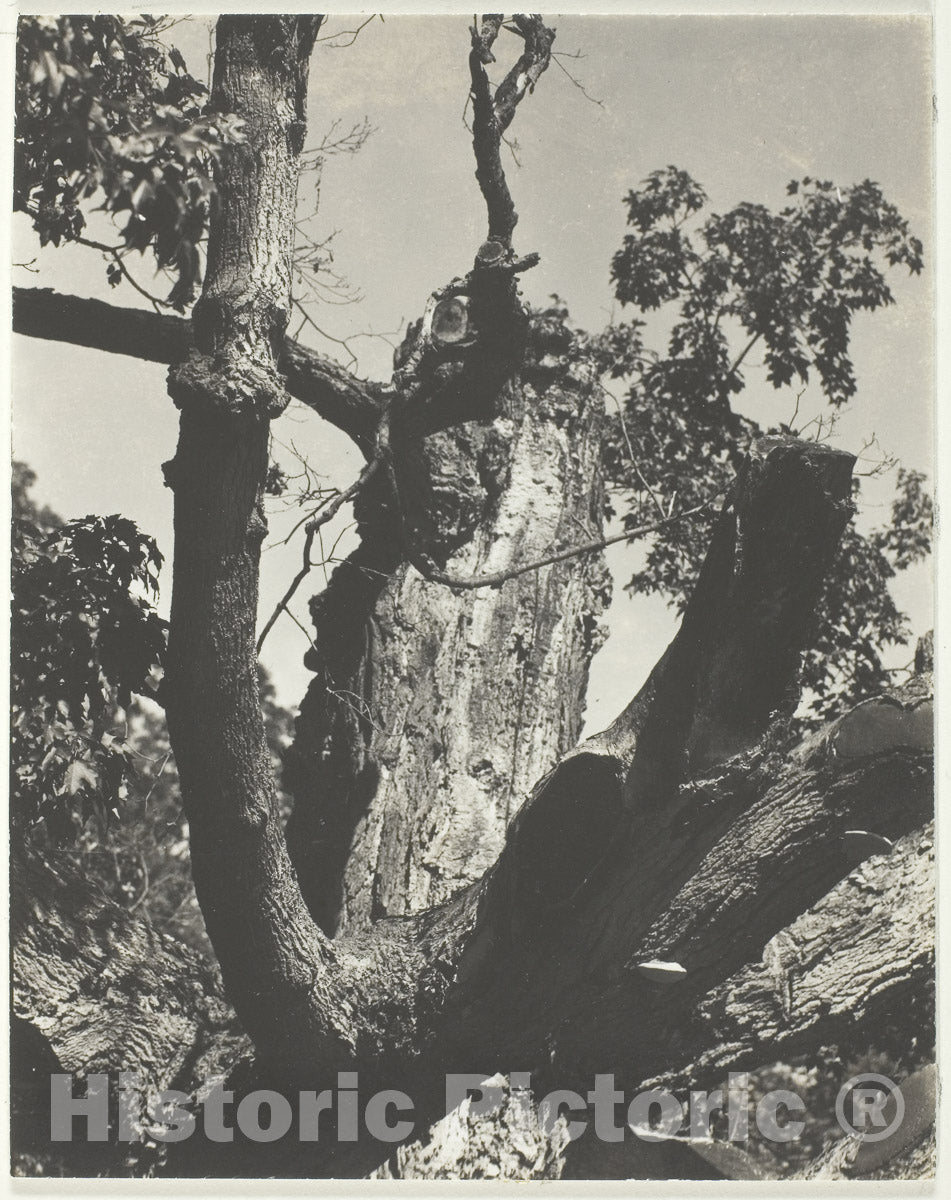 Art Photo : The Old MapleÂ—Lake George, Alfred Stieglitz, 1926, Vintage Wall Decor :