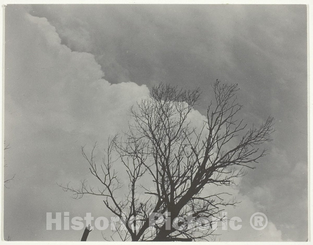 Art Photo : Tree Set 3, Alfred Stieglitz, c 1919, Vintage Wall Decor :