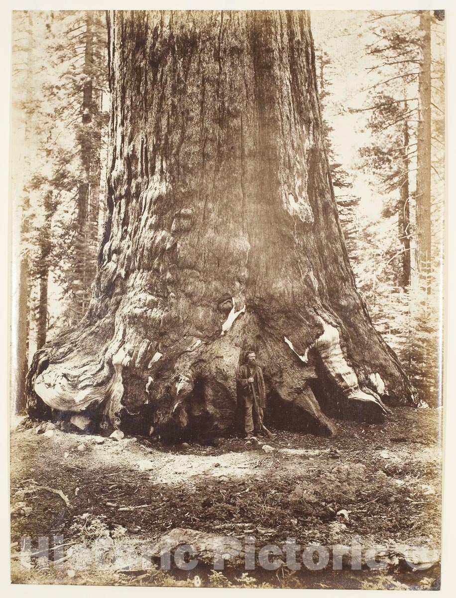 Art Photo : Section of the Grizzly Giant with Galen Clark, Mariposa Grove, Yosemite, Carleton Watkins, c 1903, Vintage Wall Decor :