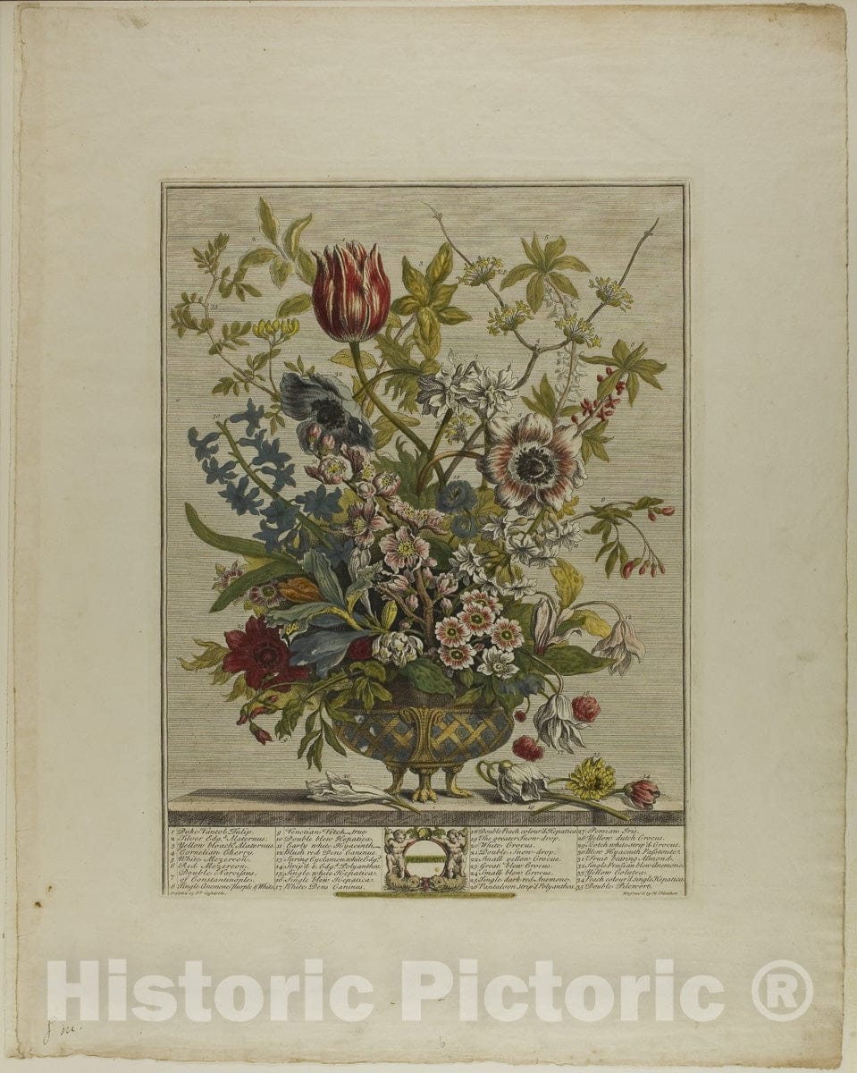 Art Print : February, from Twelve Months of Flowers, Henry Fletcher, c 1807, Vintage Wall Decor :