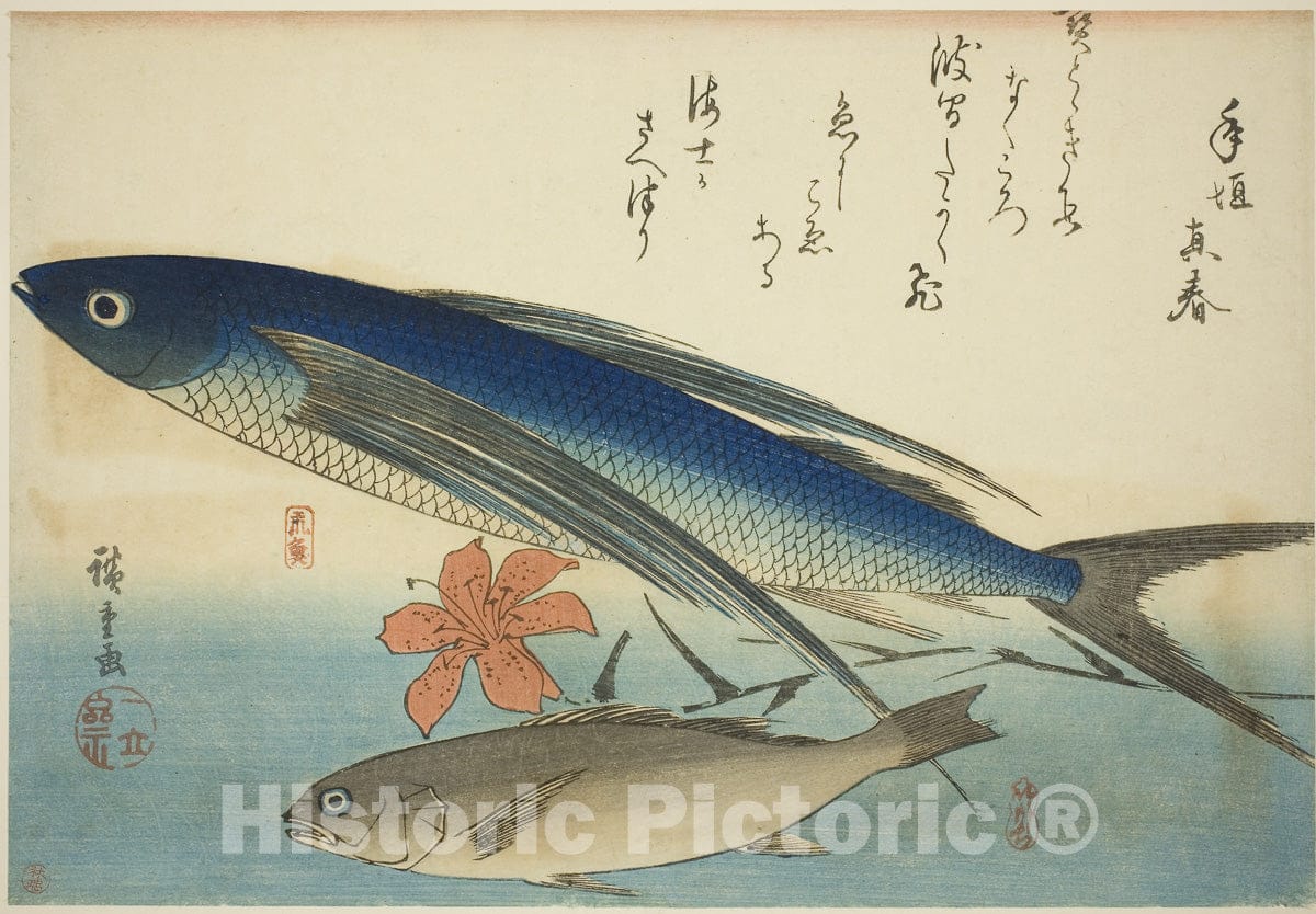 Art Print : Flying fish and Ichimochi, from an untitled series of fish, Utagawa Hiroshige, c 1856, Vintage Wall Decor :