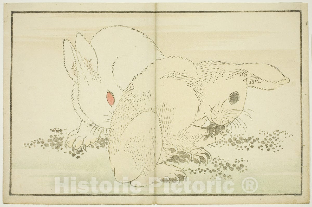 Art Print : Two Rabbits, from The Picture Book of Realistic Paintings of Hokusai (Hokusai shashin gafu), Katsushika Hokusai, c 1810, Vintage Wall Decor :