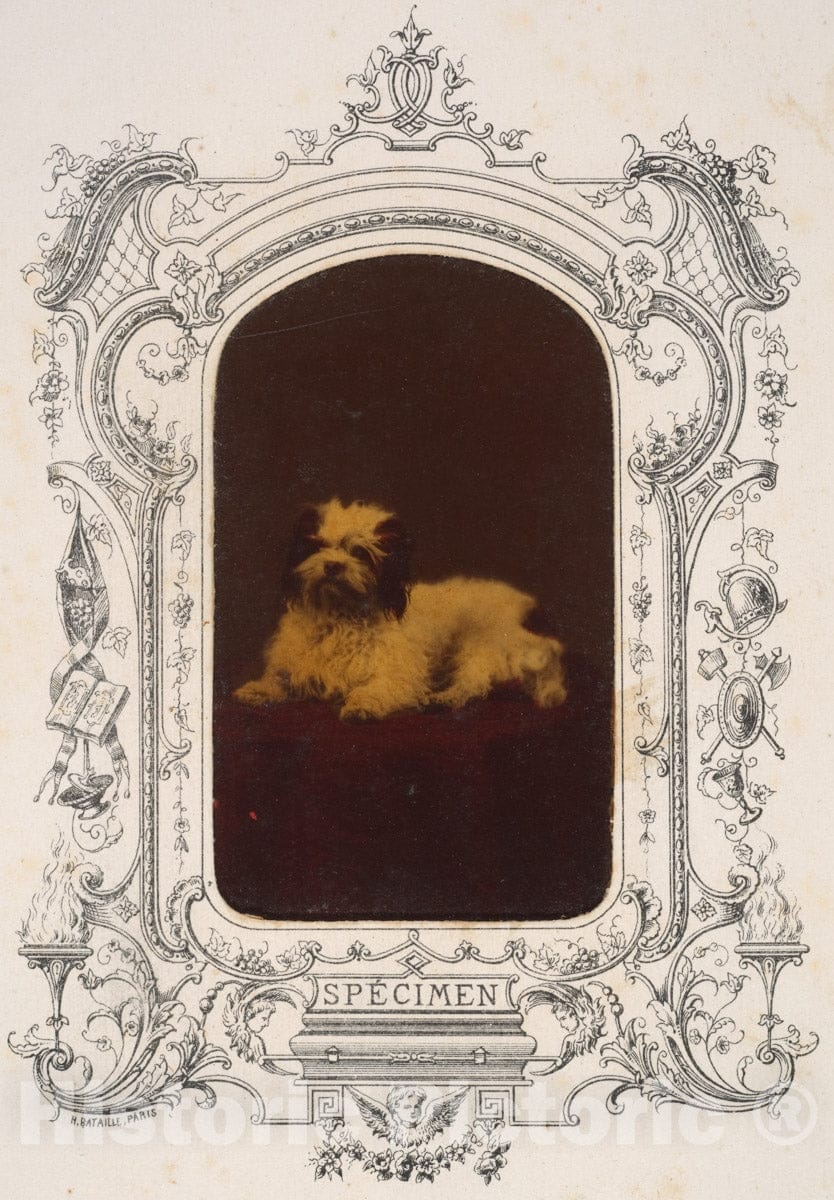 Photo Print : Pierre-Louis Pierson - Les Chiens - 407939 : Vintage Wall Art