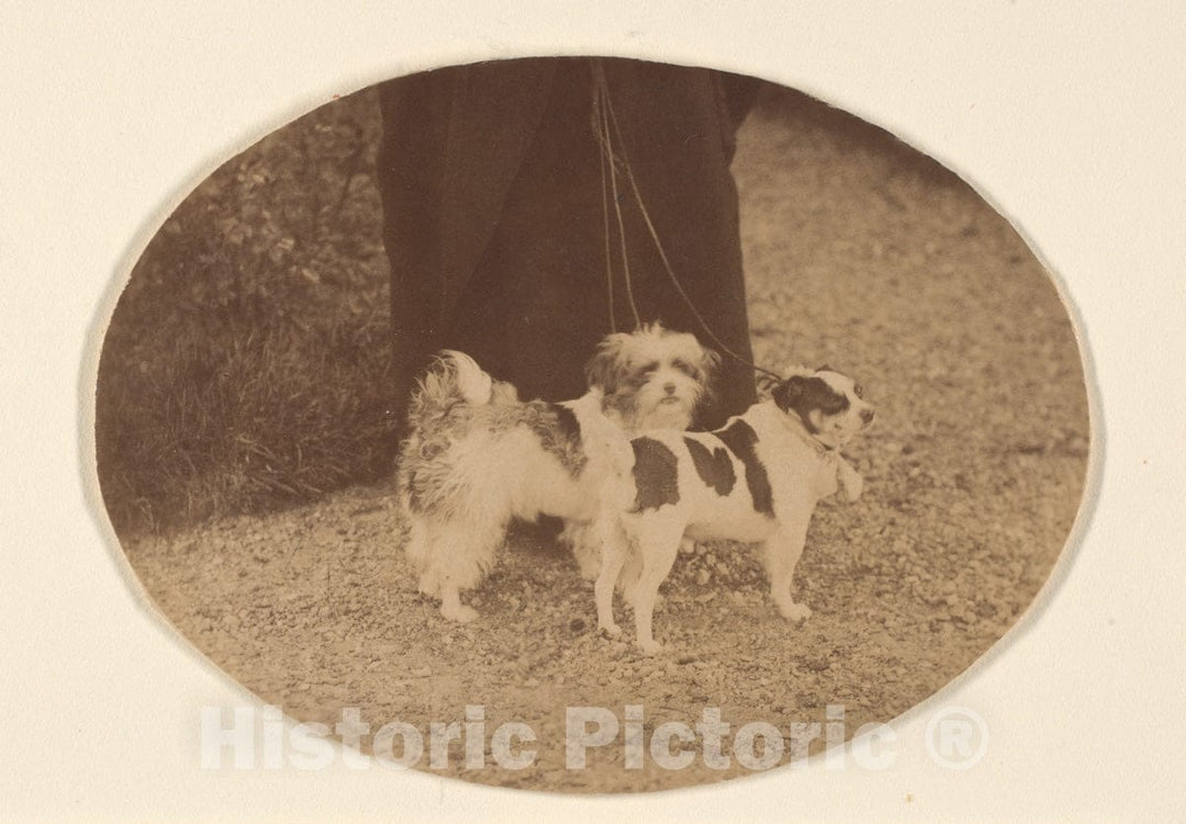 Photo Print : Pierre-Louis Pierson - Les Chiens 6 : Vintage Wall Art