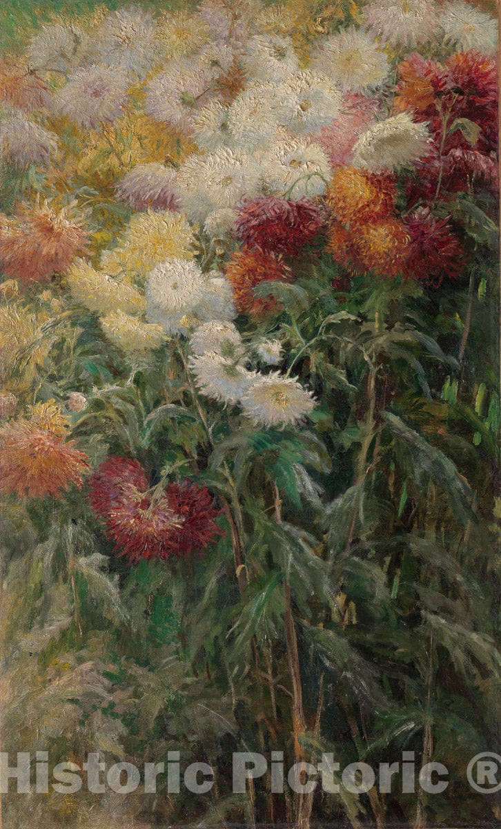 Art Print : Gustave Caillebotte - Chrysanthemums in The Garden at Petit-Gennevilliers : Vintage Wall Art